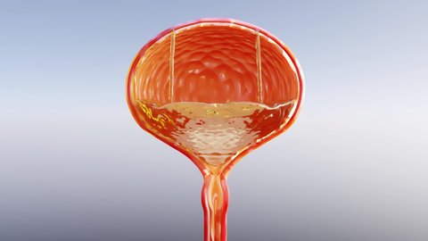 urine color, Light yellow to red urine color,  detailed urinary bladder anatomy and urine inside, 3d render