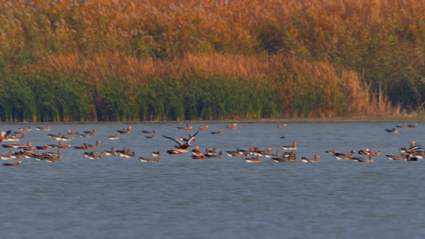 wild geese flying over the lake (tadorna ferruginea)
