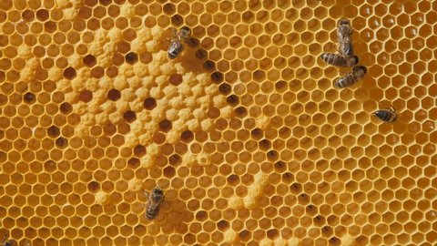 Swarm of bees working on a honeycomb carries honey and nectar. Close communication of bees, bee conversation.