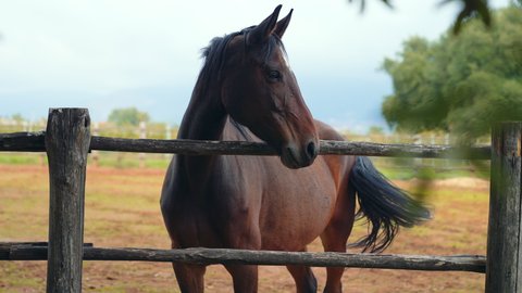 horse standing behind a old wooden fence in a horse farm. shot in slow motion
