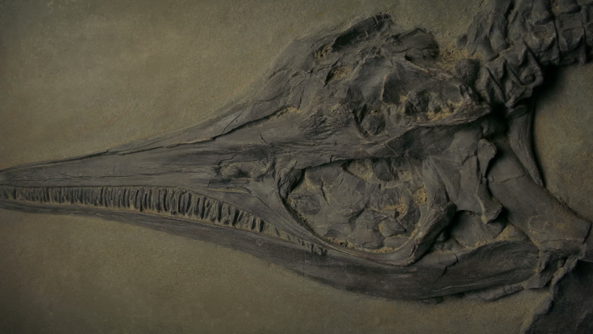 Jurassic Fossil Of Sea Creature Moving Shot