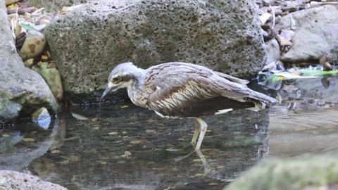 The bush stone-curlew or bush thick-knee is a large ground-dwelling bird endemic to Australia Taking bath in hot summer at national park in Queensland
region