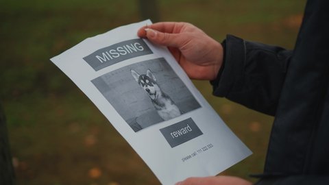 The man has lost his best friend a husky puppy. The owner posts an ad banner about the missing dog on the trees in the park. Missing pet banner. Dog search reward. Stole a pet. Lost Siberian Husky.