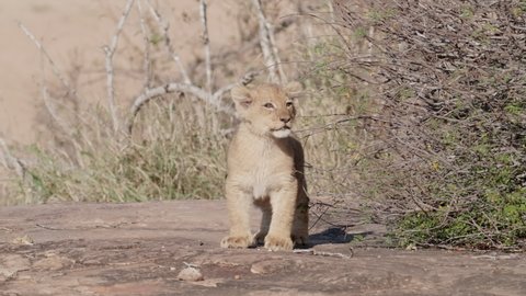 Tiny lion cub standing and calling for its mother in slow motion, Greater Kruger. 