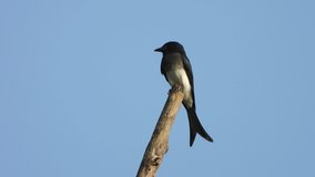 Black drongo in tree waiting for pray 