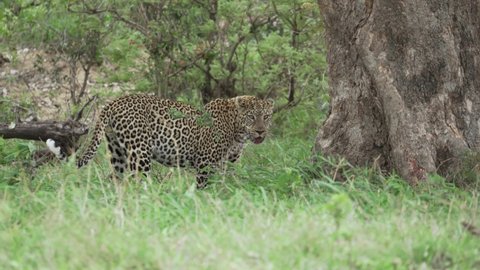 A large male savannah leopard picks up its kill and walks off