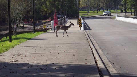 Houston, TX, US - November 12, 2020: Female white tailed deer and her fawn cross a road darting in front of cars.
