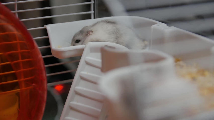 range hamster cage