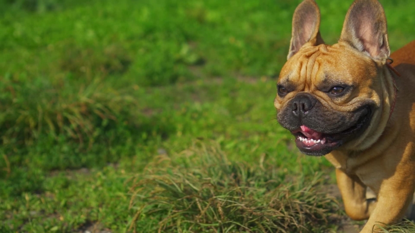 Gimbal follow cute domestic purebred dog french bulldog slow motion running in green field park. Funny pet walk. Flat muzzle long ears. Footage for advertising products for dogs and animals. Sunny day Royalty-Free Stock Footage #1063338283