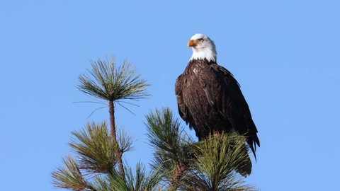 A video clip of a bald eagle preening itself on a tree top in Coeur d'Alene, Idaho.