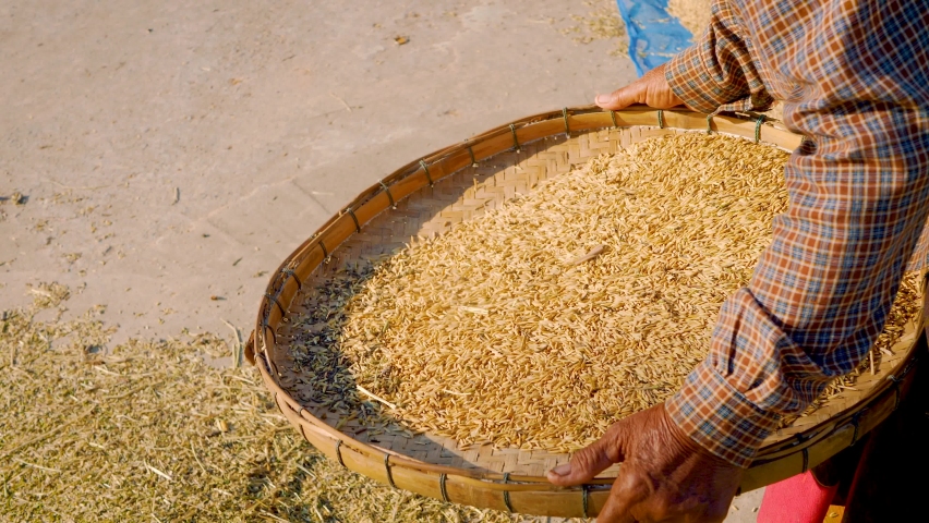 Farmer selects the impurity out off the grain rice seeds by traditional process. Rice seeds are dried in the sun after being harvested from rice fields. 4K | Shutterstock HD Video #1063339972