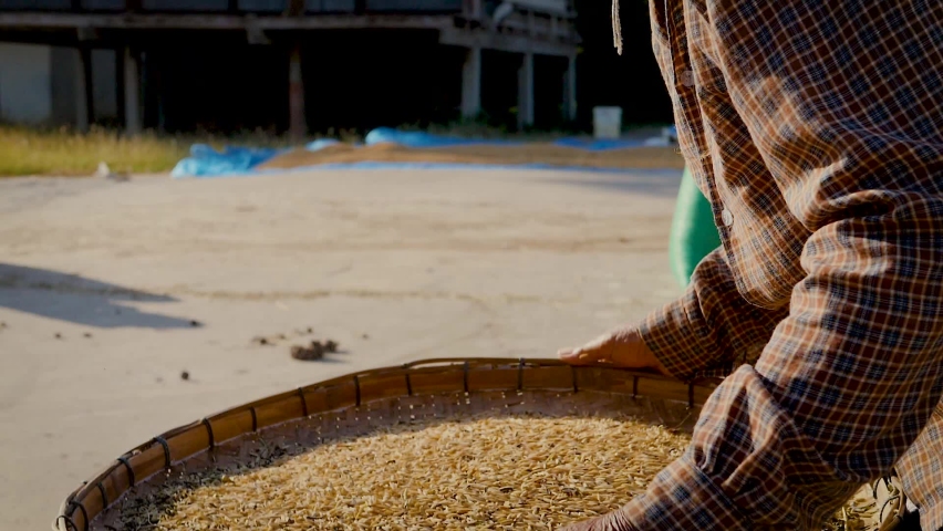 Farmer selects the impurity out off the grain rice seeds by traditional process. Rice seeds are dried in the sun after being harvested from rice fields. | Shutterstock HD Video #1063339981