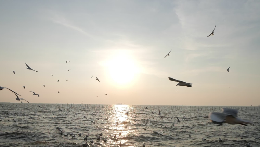 Silhouettes of Seagull bird flying slow motion with sea at the background at sunset. Royalty-Free Stock Footage #1063341373