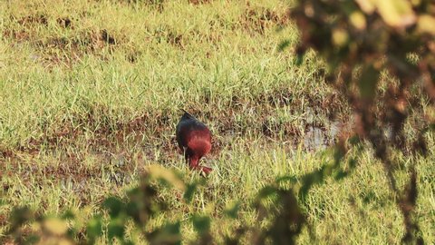 Goa, India. Glossy ibis In Morning Looking For Food In Swamp. Plegadis falcinellus is a wading bird in the ibis family Threskiornithidae.