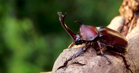 Japanese Rhinoceros Beetle.
Shooting Dolly the beetle on a branch.