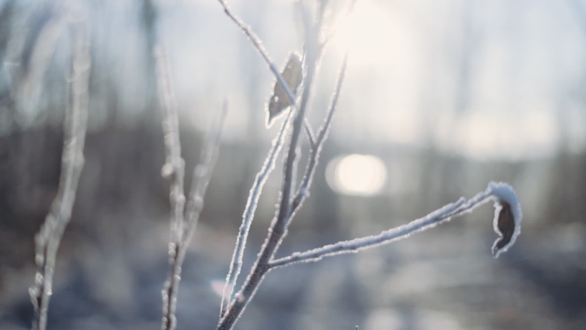 Handheld Wide Slow Motion Rack Focus From Frozen Plant To Mature Man With Backpack Standing In Cold, Winter Landscape Under Bright Sun, Norway