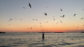 Flock of birds. Beautiful sunset with sea and group of white bird. Fly seagull and floating on the sea. Silhouette landscape concept. Movement of bird. Natural wild life concept.
