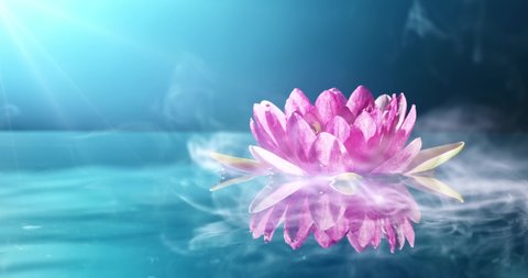 Beautiful pink waterlily or lotus flower in pond.Tilmelapse