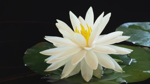 Time lapse water lily flower opening, timelapse white lotus blooming in pond