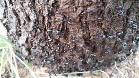Black ants or Formica Rufa climbing on the tree trunk and coming out from ant hills. All the ants working together in the morning time.