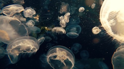 Abstract background underwater shot of jellyfish