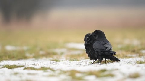 Ravens ( Corvus corax ) close up