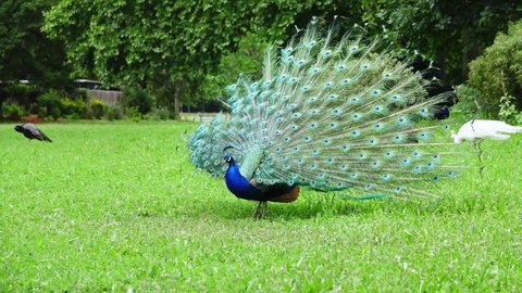 A blue peacock with its tail spread on green grass shaking its feathers, slow motion
