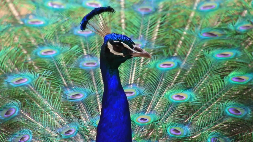 Closeup of the head of an adult blue peacock, the tail slowly retracted Royalty-Free Stock Footage #1063361470