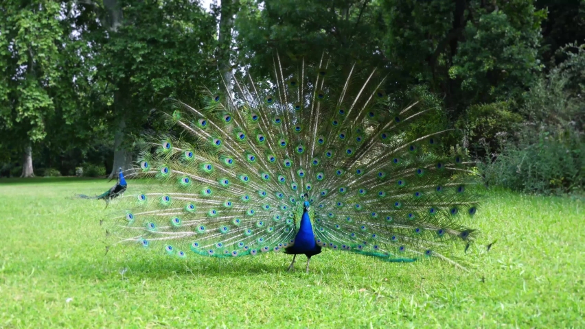 A blue peacock fanning its tail on green grass | Shutterstock HD Video #1063361512