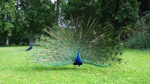 A blue peacock fanning its tail on green grass