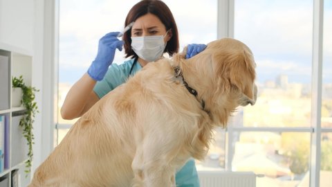 Woman veterinarian doing golden retriever dog vaccine injection during appointment in veterinary clinic