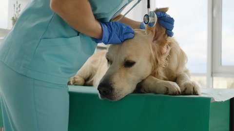 Veterinarian checking golden retriever dog ears during appointment in veterinary clinic