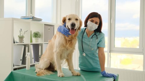 Woman veterinarian in protective mask petting golden retriever dog during appointment in veterinary clinic