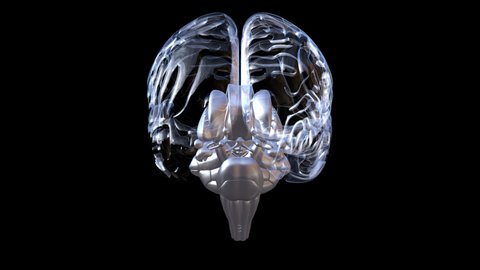 Brain with transparent hemispheres. Rotates around its axis m has a transparency channel