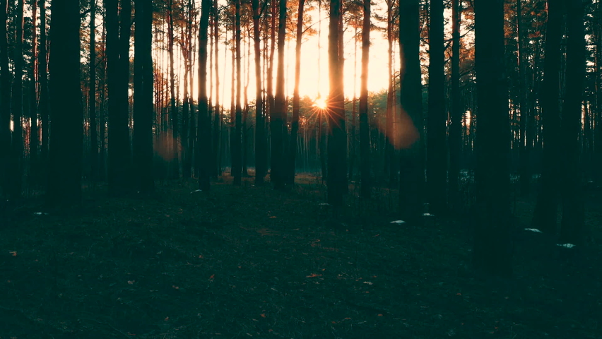 Beautiful Sunrise Sun Sunshine In Sunny Spring Coniferous Forest. Sunlight Sunbeams Through Woods In Forest Landscape. Royalty-Free Stock Footage #1063363405