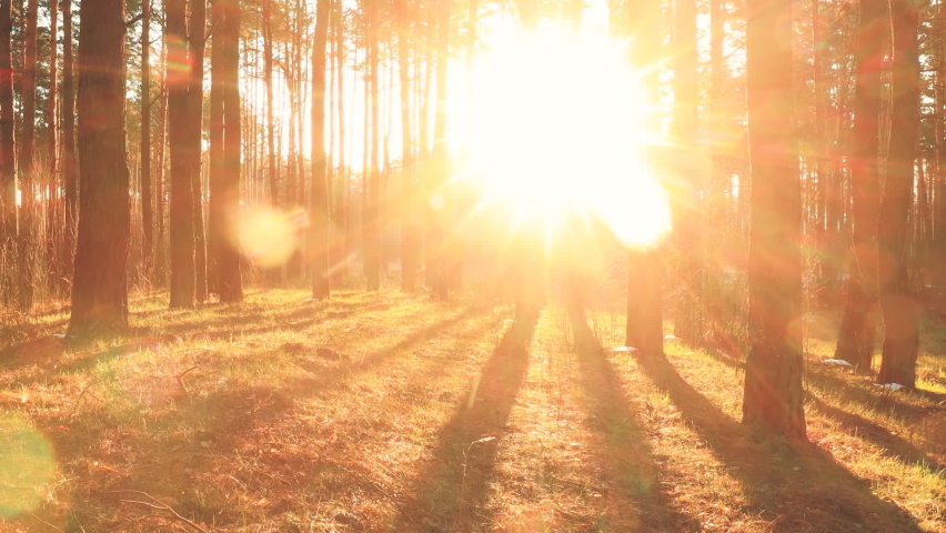 Beautiful Sunrise Sun Sunshine In Sunny Spring Coniferous Forest. Sunlight Sunbeams Through Woods In Forest Landscape. Royalty-Free Stock Footage #1063363405