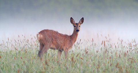 Roe deer doe looking into camera and grazing on green meadow surrounded by morning fog. Alert female wild animal feeding with grass. Peaceful nature scenery with animal wildlife.