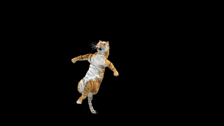 Tiger Dancing, 3d rendering, animal realistic, cartoon, Animation Loop,  Included in the end of the clip With Alpha Matte.
 | Shutterstock HD Video #1063366102