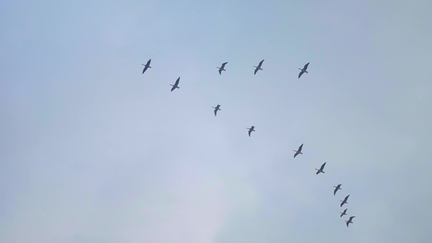 Flock Of Migratory Birds Flying In V Formation. - low angle shot