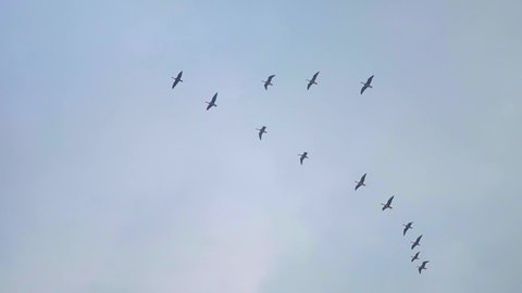 Flock Of Migratory Birds Flying In V Formation. - low angle shot