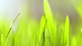 Fresh green grass with dew drops clips, dew drops on green grass footage, rain drops on green grass video. loseup rotation