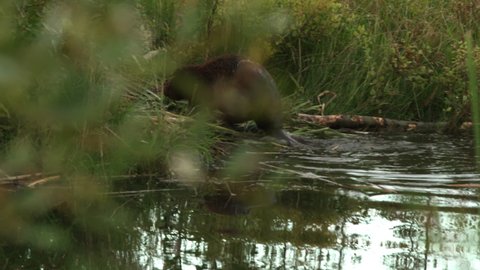 Beaver swimming up to bank and climbing out.