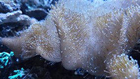 Video of a wide anemone with many pretty tentacles