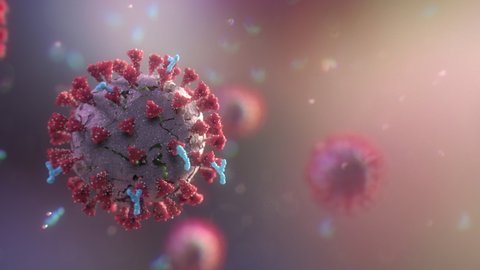 Antibodies attack and destroy the coronavirus. Close-up of dissolving virus under microscope. SARS-CoV-2 COVID-19 pandemic cure or vaccination concept. Realistic high quality medical 3d animation.