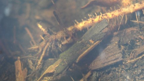 Caddisfly, or order Trichoptera crawling along bottom of small swamp in forest, looking for food - other insects. View macro insect in underwater
