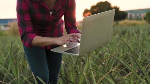 Smart farming  concept. girl agronomist lifestyle holds laptop in the pineapple field is studying and examining crops before harvesting. woman a Agribusiness concept. 
