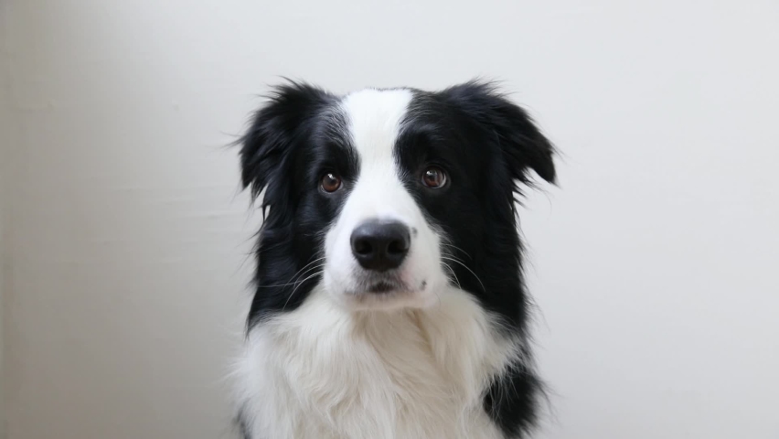 Funny studio portrait of cute smiling puppy dog border collie isolated on white background. New lovely member of family little dog gazing and waiting for reward. Pet care and animals concept | Shutterstock HD Video #1063376575