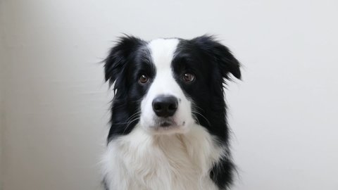 Funny studio portrait of cute smiling puppy dog border collie isolated on white background. New lovely member of family little dog gazing and waiting for reward. Pet care and animals concept
