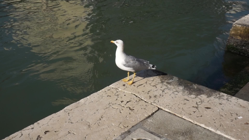 Seagull in Venice on the pier