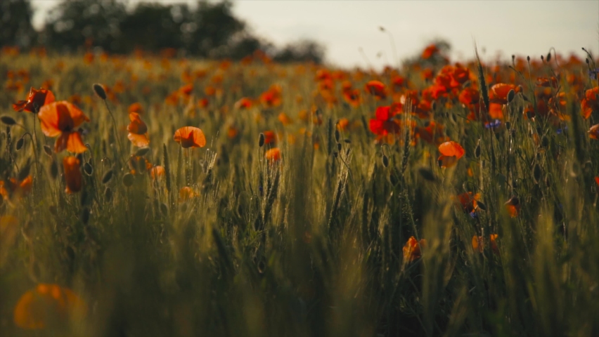 Cinematic Tracking Dolly Shot Flight through field of red poppies at sunset. | Shutterstock HD Video #1063381576
